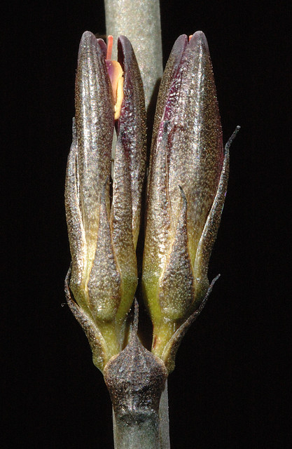 Illustration Haemodorum spicatum, Par Kevin Thiele, via flickr 