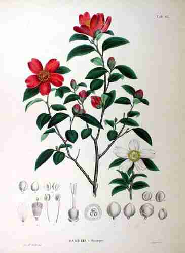 Illustration Camellia sasanqua, Par Siebold P.F. von, Zuccarini J.G. (Flora Japonica, t. 83 ; 1875) [F. Veith], via plantillustrations.org 