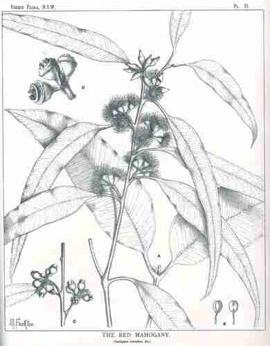 Illustration Eucalyptus resinifera, Par Maiden J.H. (Forest Flora of New South Wales, vol. 1: t. 11, 1902-1904) [M. Flockton], via plantillustrations 