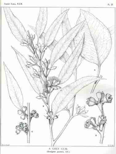 Illustration Eucalyptus punctata, Par Maiden J.H. (Forest Flora of New South Wales, vol. 1: t. 37, 1902-1904) [W.E.C.], via plantillustrations.org 