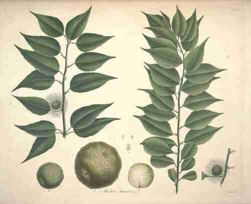 Illustration Maclura pomifera, Par Lambert A.B. (Description of the genus Pinus and some other remarkable plants, 2nd ed., vol. 2(Appendix): t. 12, 1890), via plantillustrations.org 