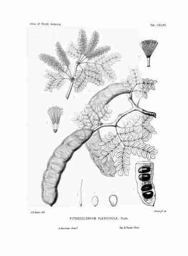 Illustration Ebenopsis ebano, Par Sargent C.S. (The Silva of North America, vol. 3: t. 147, 1899) [C.E. Faxon] , via plantillustrations.org 