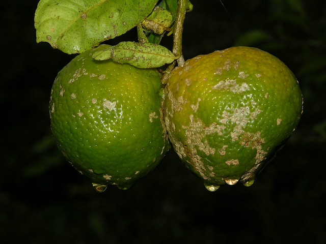 Illustration Citrus limonia, Par , via flickr 