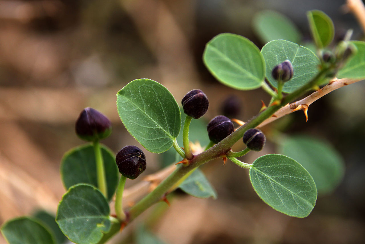 Illustration Capparis spinosa, Par Yuvalr, via wikimedia 