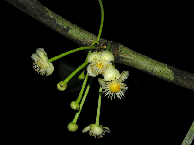 Illustration Garcinia magnifolia, Par Reinaldo Aguilar, via flickr 