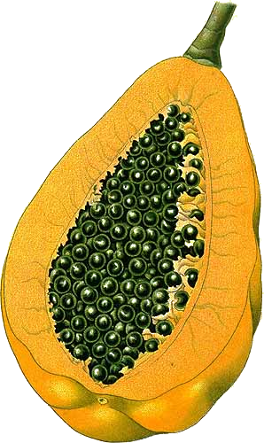 Illustration Carica papaya, Par Köhler (F.E., Medizinal Pflanzen, vol. 3: t. 34, 1890), via plantillustrations 