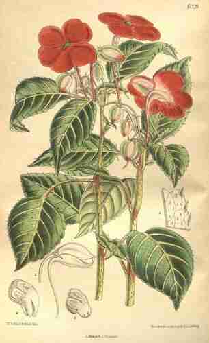 Illustration Impatiens walleriana, Curtis´s Botanical Magazine (vol. 131 [ser. 4, vol. 1]: t. 8029, 1905) [M. Smith], via plantillustration.org 