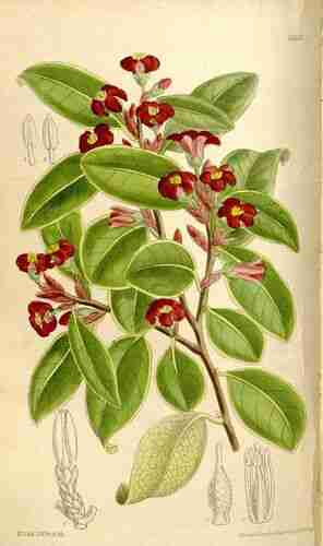 Illustration Pittosporum tenuifolium, Curtis´s Botanical Magazine (vol. 136 [ser. 4, vol. 6]: t. 8305 ; 1910) [M. Smith], via plantillustrations.org 