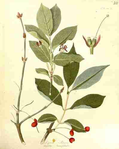 Illustration Lonicera alpigena, Par Krauss J.C. (Afbeeldingen der fraaiste, meest uitheemsche boomen en heesters, t. 20, 1840), via plantillustrations.org 