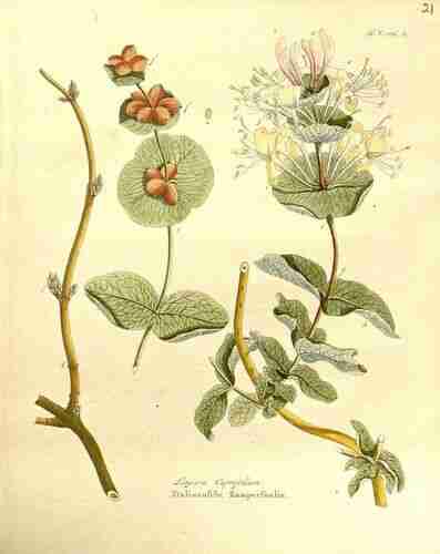 Illustration Lonicera caprifolium, Par Krauss J.C. (Afbeeldingen der fraaiste, meest uitheemsche boomen en heesters, t. 21, 1840), via plantillustrations.org 