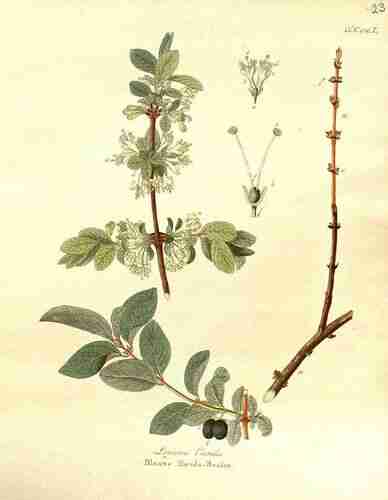 Illustration Lonicera caerulea, Par Krauss J.C. (Afbeeldingen der fraaiste, meest uitheemsche boomen en heesters, t. 23, 1840) , via plantillustrations.org 