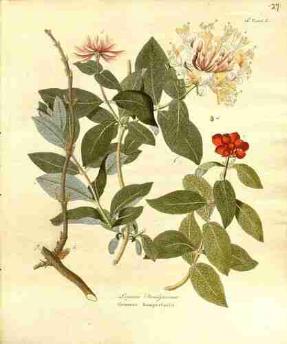 Illustration Lonicera periclymenum, Par Krauss J.C. (Afbeeldingen der fraaiste, meest uitheemsche boomen en heesters, t. 27, 1840), via plantillustrations.org 