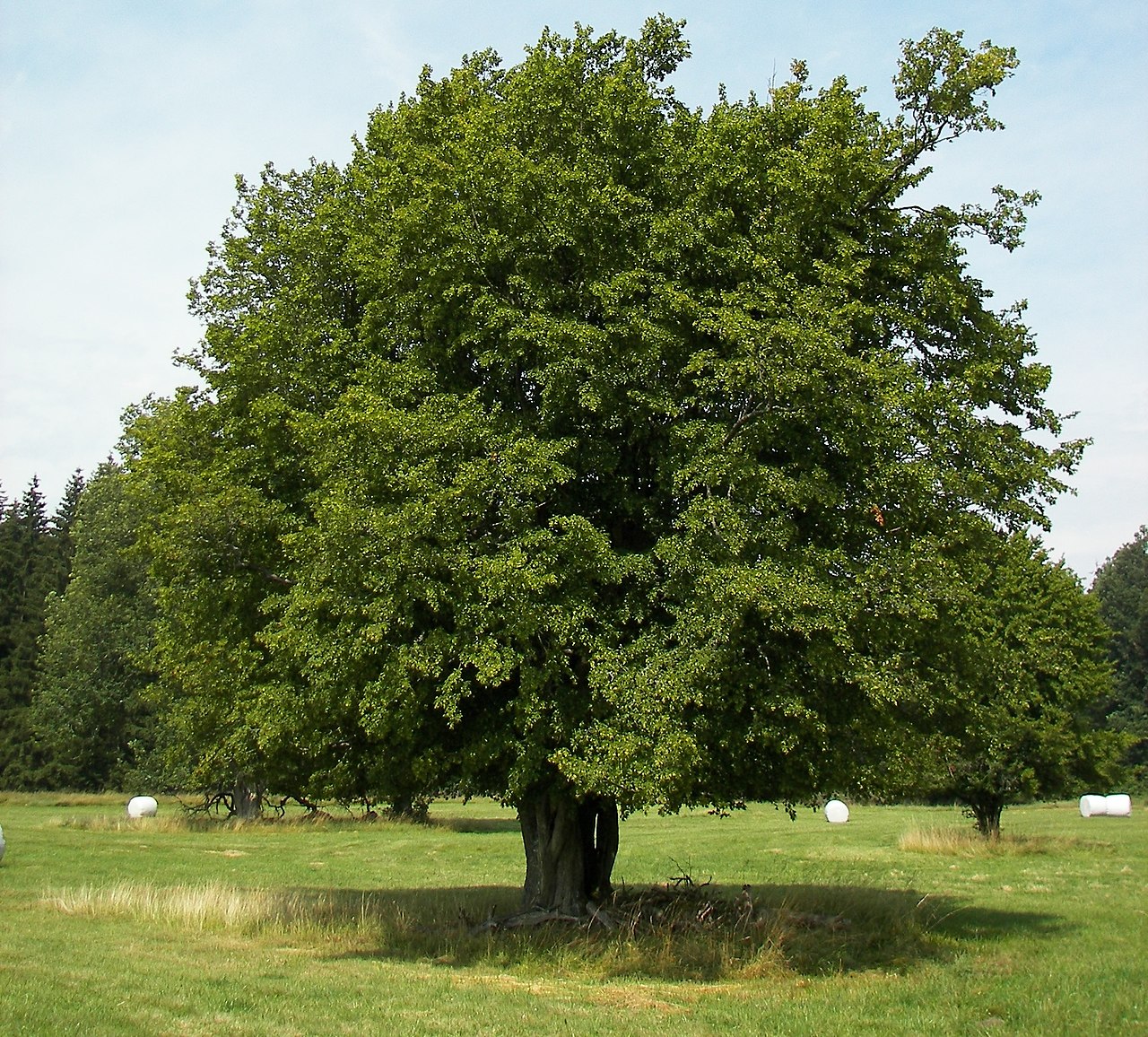 Illustration Carpinus betulus, Par Willow, via wikimedia 