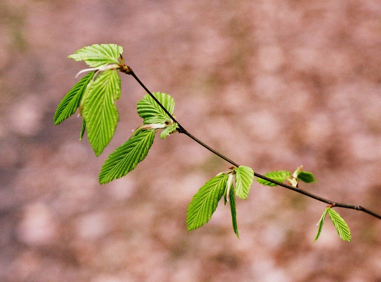 Illustration Carpinus betulus, Par Micha%C5%82+Gle%C5%84, via wikimedia 