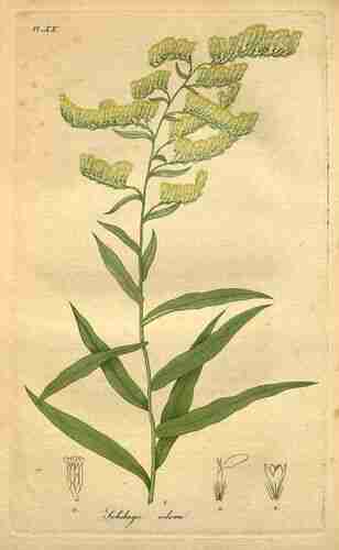 Illustration Solidago odora, Par Bigelow J. (American medical botany, vol. 1: t. 20 ; 1817) [J. Bigelow], via plantillustrations.org 