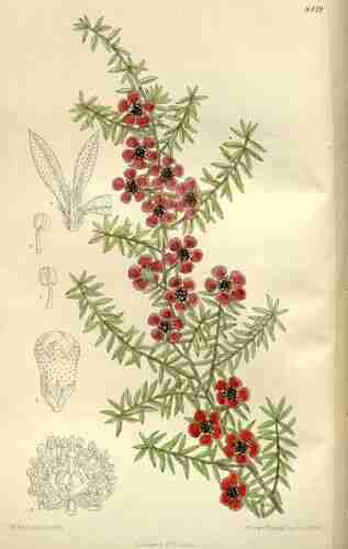 Illustration Leptospermum scoparium, Curtis´s Botanical Magazine (vol. 138 [ser. 4, vol. 8]: t. 8419, 1912) [M. Smith], via plantillustrations.org 