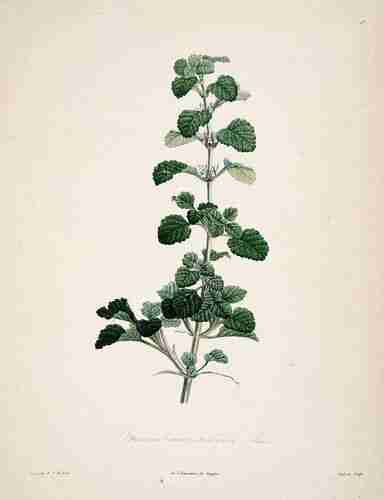 Illustration Marrubium vulgare, Par Rousseau J.J. (La botanique de J.J. Rousseau, t. 23 ; 1805) [P.J. Redouté], via plantillustrations.org 