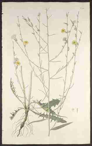 Illustration Chondrilla juncea, Par Jacquin N.J. von (Florae austriaceae, vol. 5: t. 427 ; 1778), via plantillustrations.org 