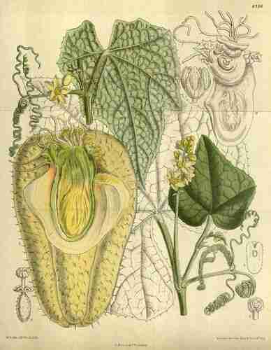 Illustration Sechium edule, Par Curtis´s Botanical Magazine (vol. 143 [ser. 4, vol. 13]: t. 8738 ; 1917) [M. Smith], via x 