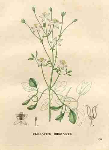 Illustration Clematis flammula, Par Jaume Saint-Hilaire J.H. (La flore et la pomone francaises, vol. 4: t. 392 ; 1831), via plantillustrations.org 