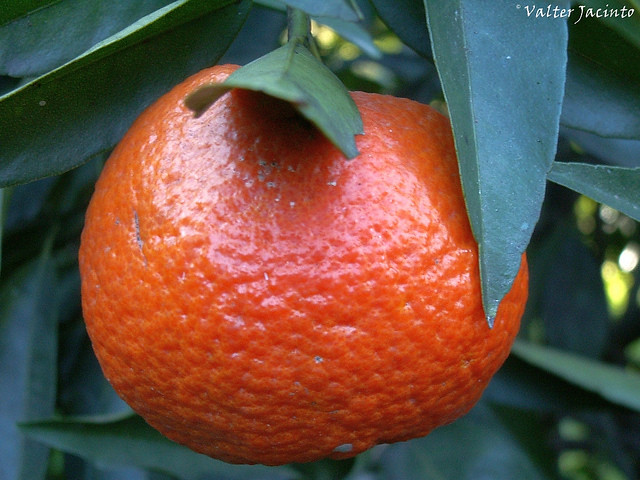 Illustration Citrus deliciosa, Par Valter Jacinto  | Portugal, via flickr 