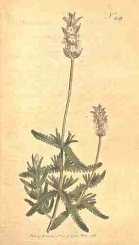 Illustration Lavandula dentata, Botanical Magazine (vol. 12: t. 400, 1798) [S.T. Edwards], via plantillustrations.org 