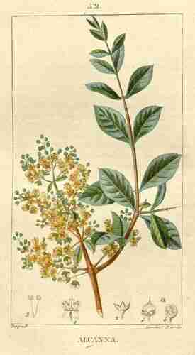 Illustration Lawsonia inermis, Par Chaumeton F.P. (Flore médicale (vol. 1), vol. 1: t. 12, 1833), via plantillustrations.org 