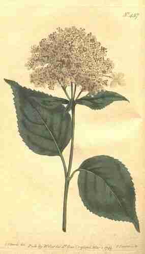 Illustration Hydrangea arborescens, Botanical Magazine (vol. 13: t. 437 ; 1799) [S.T. Edwards], via plantillustrations.org 