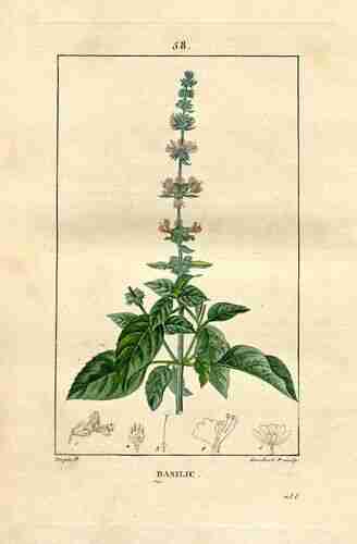 Illustration Ocimum basilicum, Par Chaumeton F.P. (Flore médicale (vol. 1), vol. 1: t. 58 ; 1833), via plantillustrations.org 