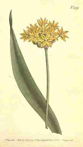 Illustration Allium moly, Botanical Magazine (vol. 14: t. 499 ; 1800) [S.T. Edwards], via plantillustrations.org 