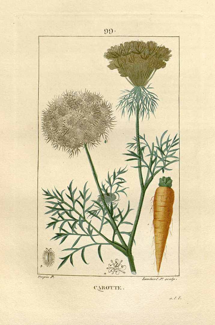 Illustration Daucus carota, Par Chaumeton (F.P. Flore médicale, vol. 2: t. 99, 1829), via plantillustrations.org 