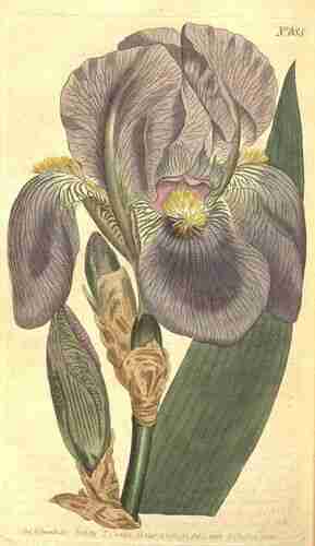 Illustration Iris pallida, Curtis´s Botanical Magazine (vol. 18: t. 685, 1803) [S.T. Edwards], via plantillustrations.org 