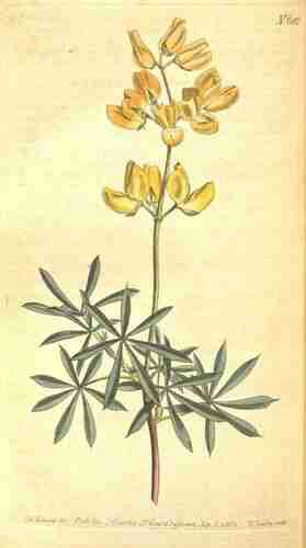 Illustration Lupinus arboreus, Curtis´s Botanical Magazine (vol. 18: t. 682, 1803) [S.T. Edwards], via plantillustrations.org 