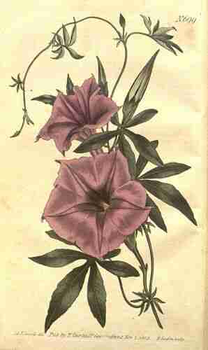 Illustration Ipomoea cairica, Curtis´s Botanical Magazine (vol. 19: t. 699, 1804) [S.T. Edwards], via plantillustrations.org 