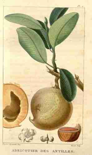 Illustration Mammea americana, Par Descourtilz M.E. (Flore médicale des Antilles, vol. 1: t. 2 ; 1821) [J.T. Descourtilz], via plantillustrations 