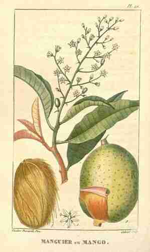 Illustration Mangifera indica, Par Descourtilz M.E. (Flore médicale des Antilles, vol. 1: t. 25 ; 1821) [J.T. Descourtilz], via plantillustrations.org 