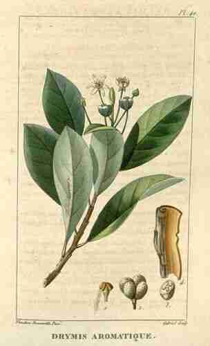 Illustration Drimys winteri, Par Descourtilz M.E. (Flore médicale des Antilles, vol. 1: t. 40 ; 1821) [J.T. Descourtilz], via plantillustrations.org 