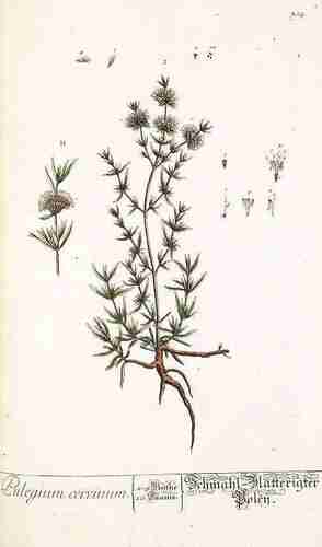 Illustration Mentha cervina, Par Blackwell E. (Herbarium Blackwellianum, vol. 4: t. 304 ; 1760), via plantillustrations.org 