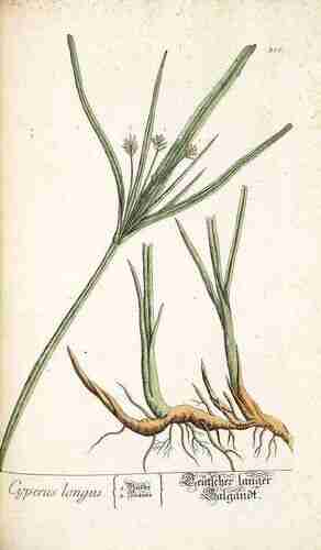 Illustration Cyperus longus, Par Blackwell E. (Herbarium Blackwellianum, vol. 4: t. 316 ; 1760), via plantillustrations.org 