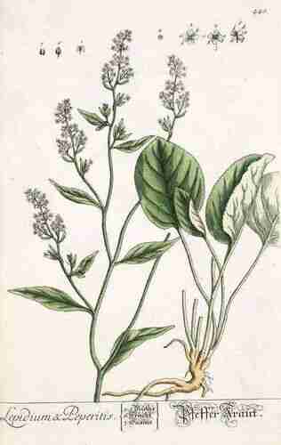 Illustration Lepidium latifolium, Par Blackwell E. (Herbarium Blackwellianum, vol. 5: t. 448, 1765), via plantillustrations.org 