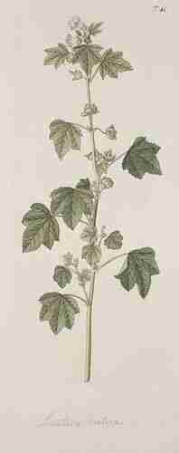 Illustration Malva multiflora, Par Jacquin N.J. von (Hortus botanicus vindobonensis, vol. 1: t. 41 ;1770), via plantillustrations.org 