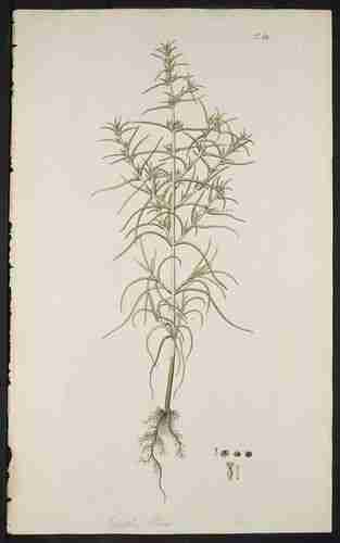 Illustration Salsola soda, Par Jacquin N.J. von (Hortus botanicus vindobonensis, vol. 1: t. 68 ; 1770), via plantillustrations.org 