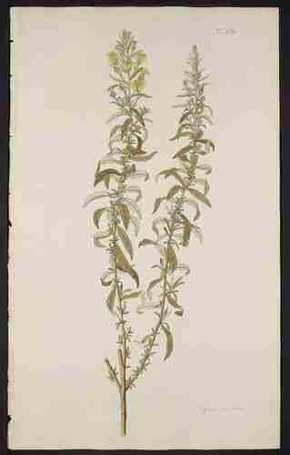 Illustration Dittrichia viscosa, Par Jacquin N.J. von (Hortus botanicus vindobonensis, vol. 2: t. 165 ; 1772), via plantillustrations.org 