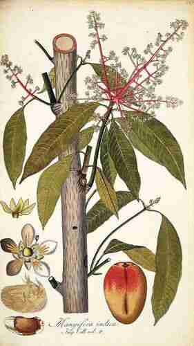 Illustration Mangifera indica, Par Jacquin N.J. von (Icones plantarum rariorum, vol. 2: t. 337 ; 1786-1793), via plantillustrations.org 
