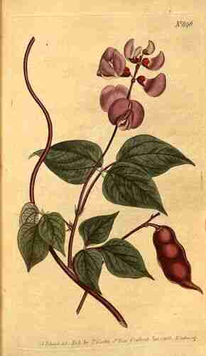 Illustration Lablab purpureus, Curtis´s Botanical Magazine (vol. 23: t. 896, 1806) [S.T. Edwards], via plantillustrations.org 