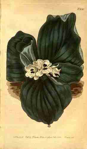 Illustration Kaempferia galanga, Curtis´s Botanical Magazine (vol. 22: t. 850, 1805) [S.T. Edwards], via plantillustrations.org 