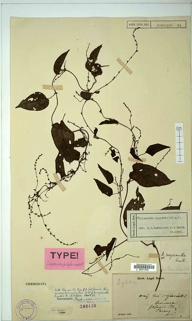 Illustration Dioscorea filiformis, Par filibot.web, via flickr 