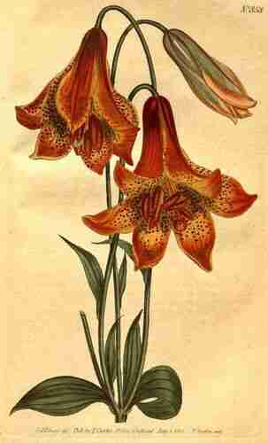 Illustration Lilium canadense, Curtis´s Botanical Magazine (vol. 22: t. 858, 1805) [S.T. Edwards], via plantillustrations.org 