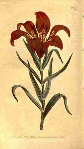 Illustration Lilium pensylvanicum, Par Curtis´s Botanical Magazine (vol. 22: t. 872, 1805) [S.T. Edwards], via plantillustrations.org 