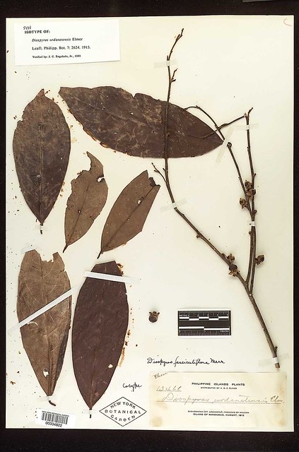 Illustration Diospyros cauliflora, Par filibot.web, via flickr 